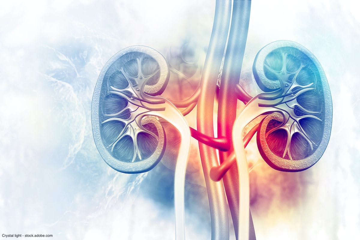 illustration of kidney cross section